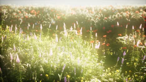 Wildblumen-Auf-Dem-Feld